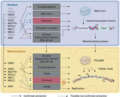 Dynamic features of human mitochondrial DNA maintenance and transcription